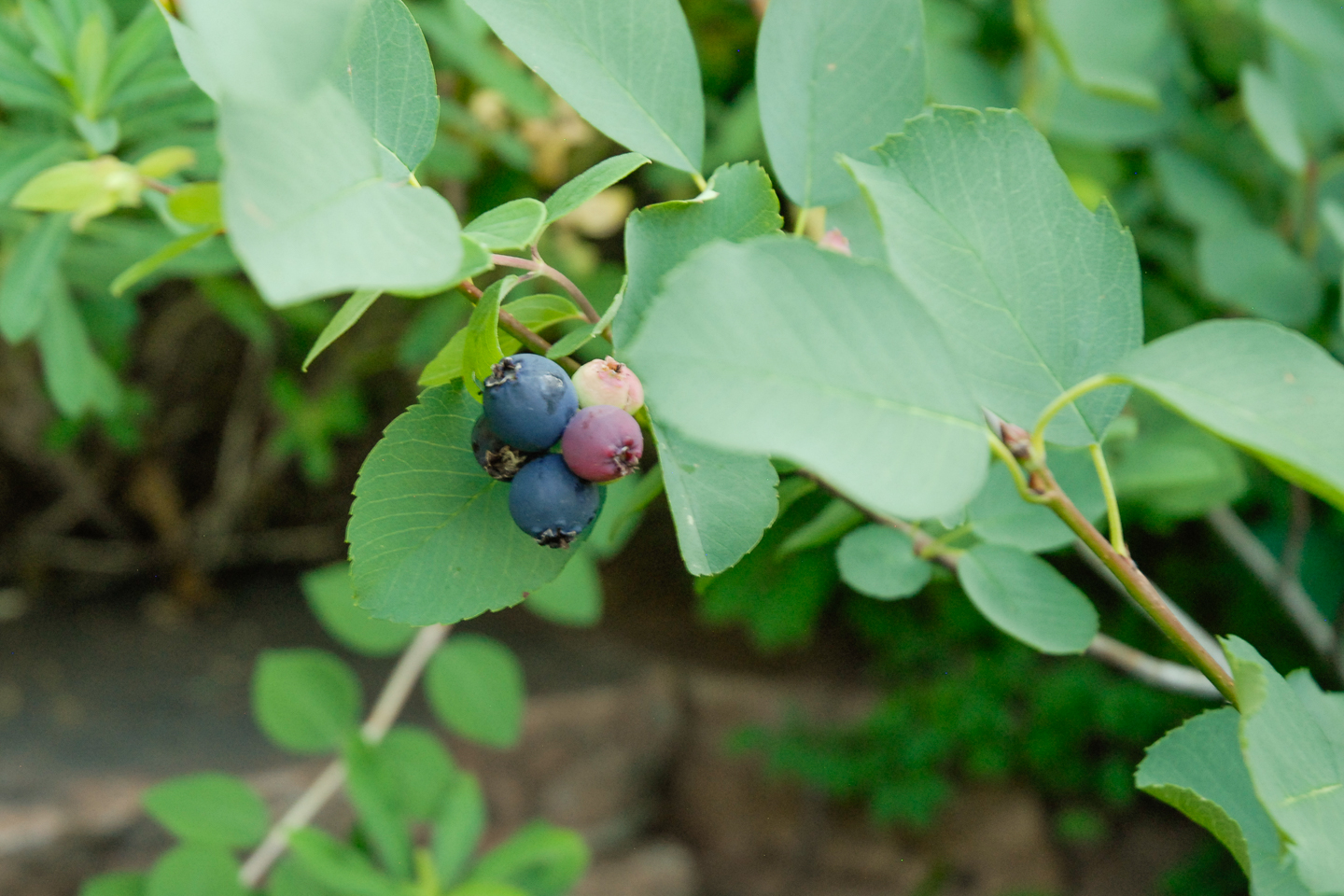 Saskatoon Serviceberry